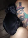 ---