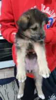 Desconhecido