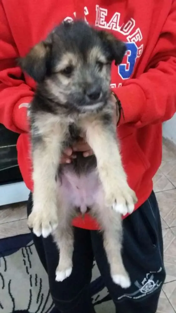Cachorro ra a Desconhecido idade Abaixo de 2 meses nome Desconhecido