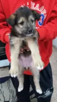 Desconhecido