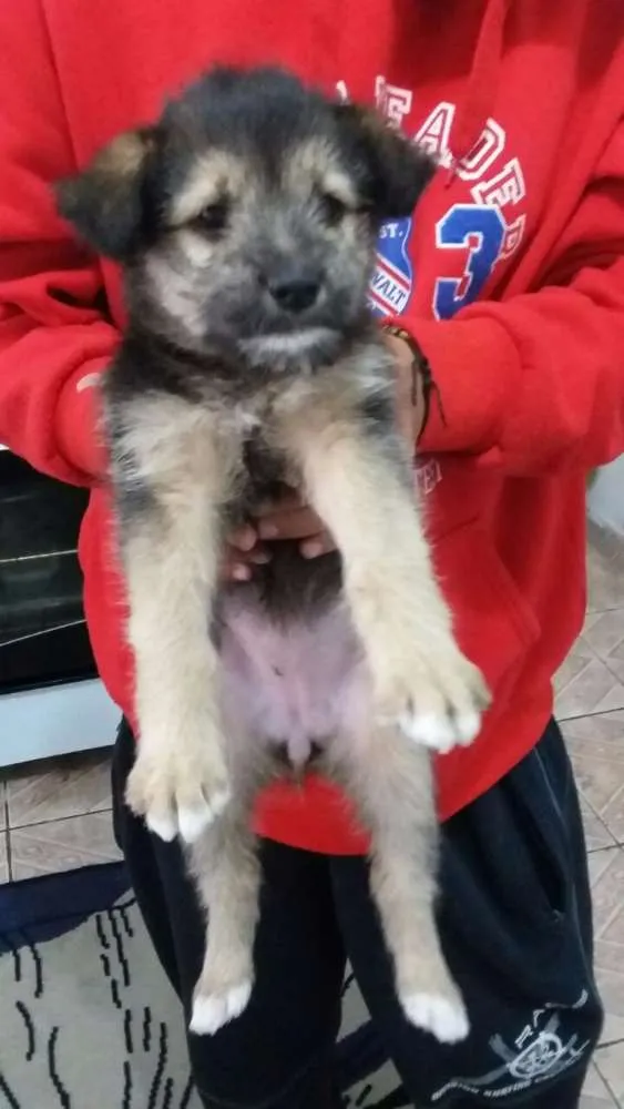 Cachorro ra a Desconhecido idade Abaixo de 2 meses nome Desconhecido
