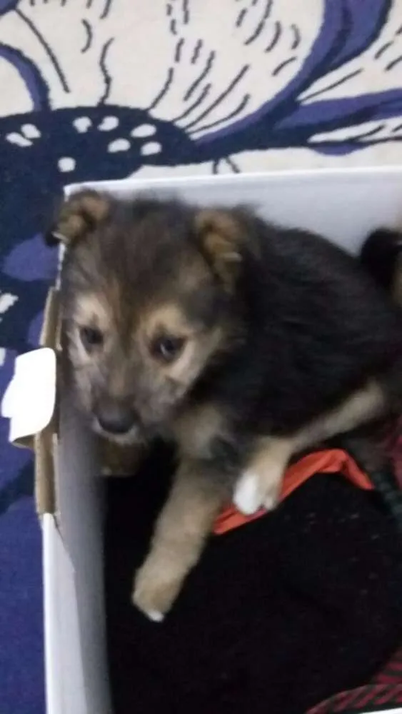 Cachorro ra a Desconhecido idade Abaixo de 2 meses nome Desconhecido