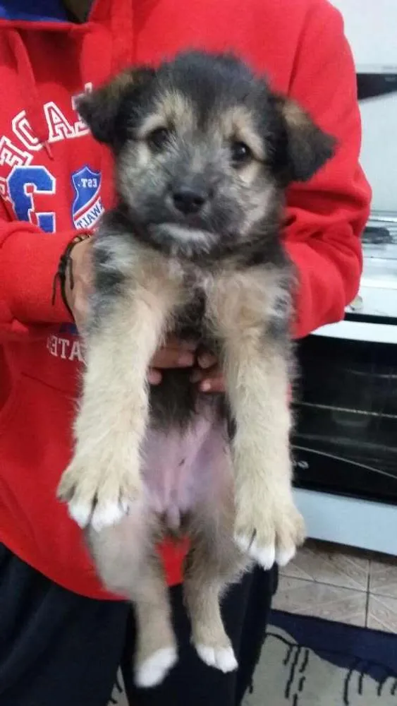 Cachorro ra a Desconhecido idade Abaixo de 2 meses nome Desconhecido