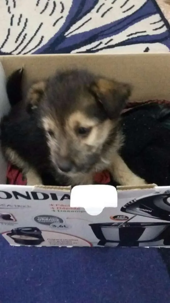 Cachorro ra a Desconhecido idade Abaixo de 2 meses nome Desconhecido