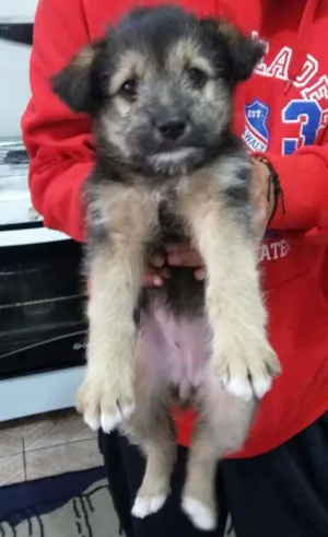 Cachorro raça Desconhecido idade Abaixo de 2 meses nome Desconhecido