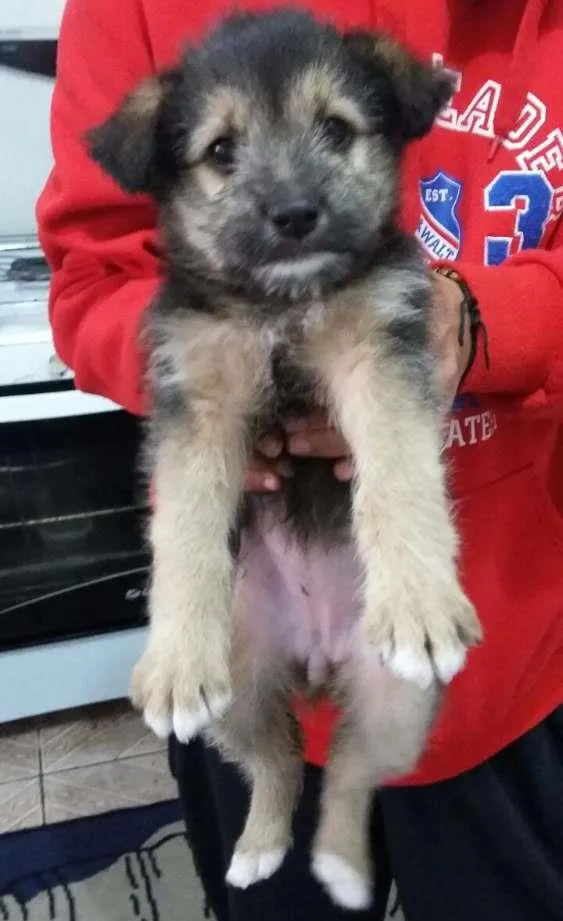 Cachorro ra a Desconhecido idade Abaixo de 2 meses nome Desconhecido