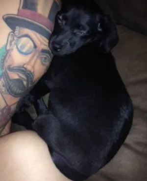 Cachorro raça Vira lata  idade 2 a 6 meses nome ---