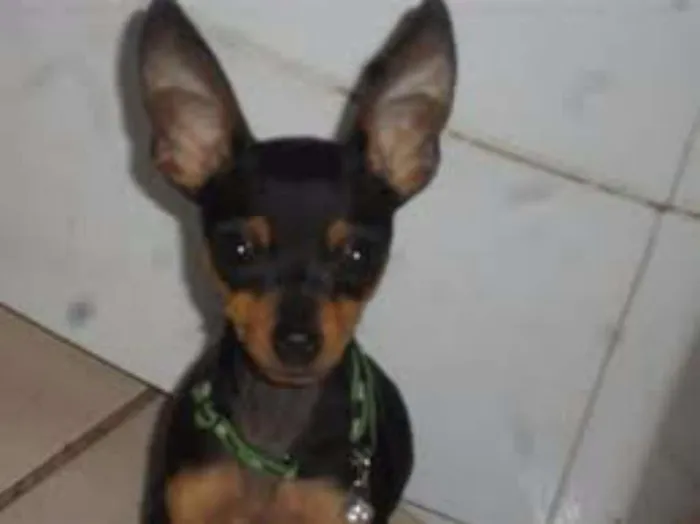 Cachorro ra a Pinscher idade 7 a 11 meses nome Pitty