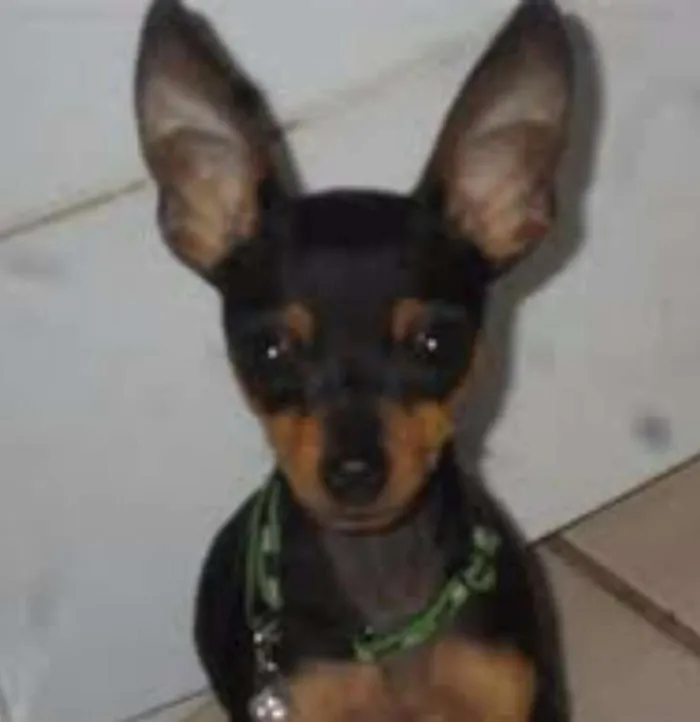 Cachorro ra a Pinscher idade 7 a 11 meses nome Pitty