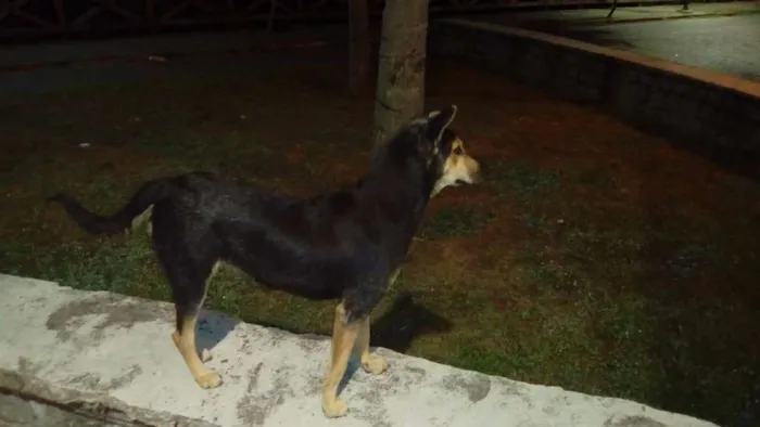Cachorro raça SRD idade 2 anos nome Orelhinha