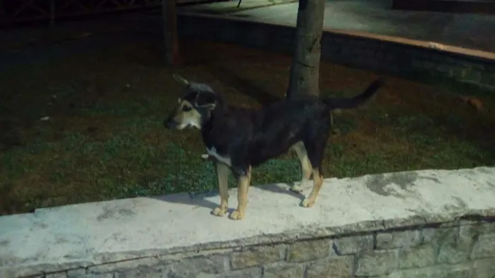 Cachorro raça SRD idade 2 anos nome Orelhinha