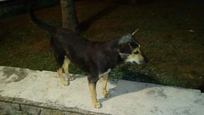 Cachorro raça SRD idade 2 anos nome Orelhinha