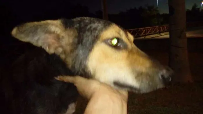 Cachorro raça SRD idade 2 anos nome Orelhinha