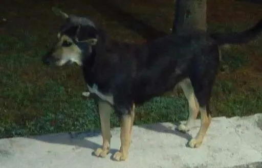 Cachorro raça SRD idade 2 anos nome Orelhinha