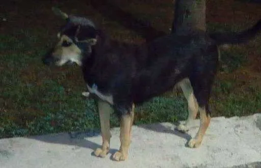Cachorro raça SRD idade 2 anos nome Orelhinha