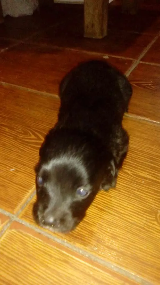 Cachorro raça SRD idade Abaixo de 2 meses nome Sem nome
