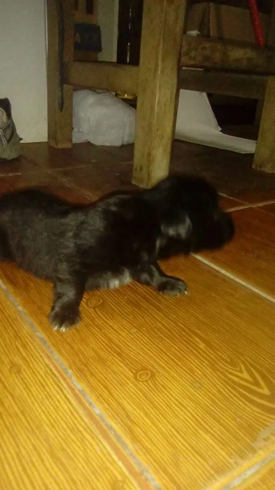 Cachorro raça SRD idade Abaixo de 2 meses nome Sem nome