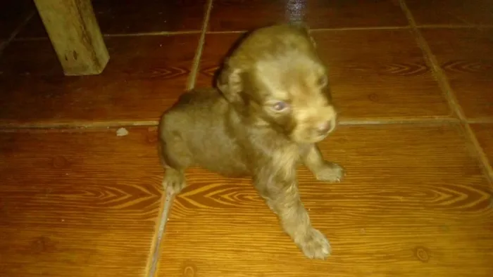 Cachorro raça SRD idade Abaixo de 2 meses nome Sem nome