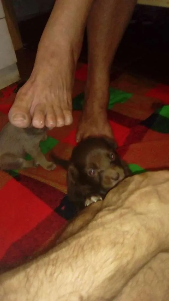 Cachorro raça SRD idade Abaixo de 2 meses nome Sem nome