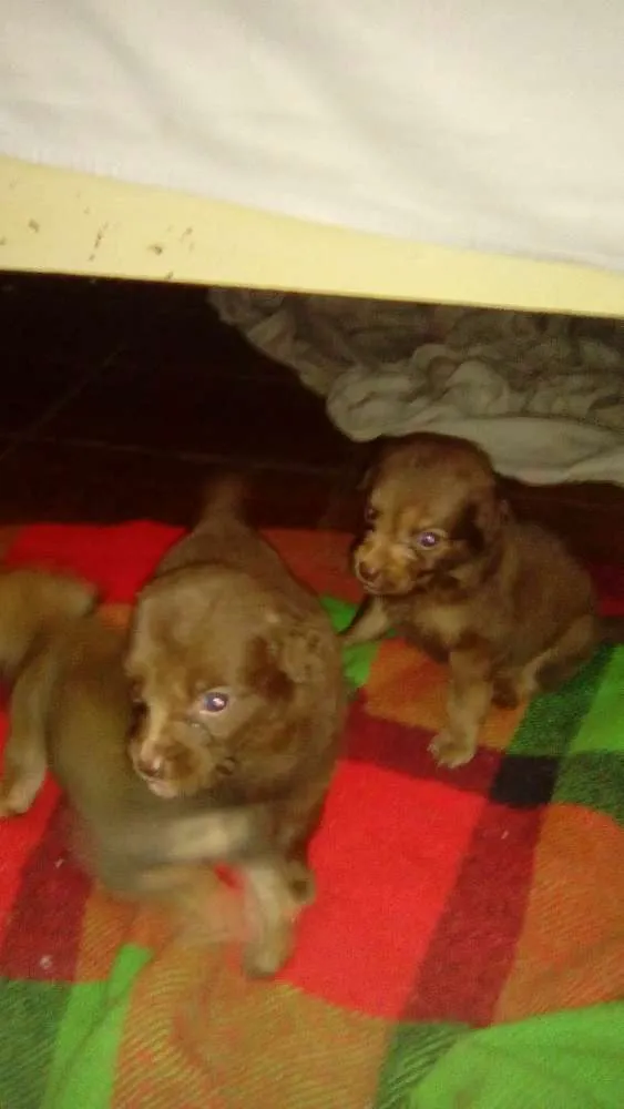 Cachorro raça SRD idade Abaixo de 2 meses nome Sem nome