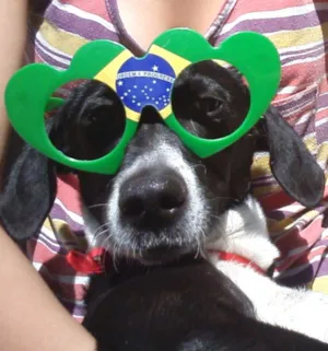 Cachorro raça nao sei idade 2 anos nome Belinha