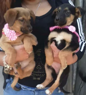 Cachorro raça SRD idade 2 a 6 meses nome Filhote fêmeas