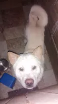 Apollo