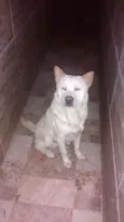 Apollo