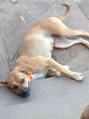 Cachorro raça Mistura de American Staffordshire e fila idade 1 ano nome Athena