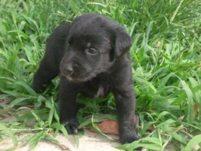 Cachorro raça puldo com labrador idade Abaixo de 2 meses nome não tem