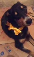 Doguinho