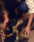 Doguinho