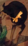 Doguinho