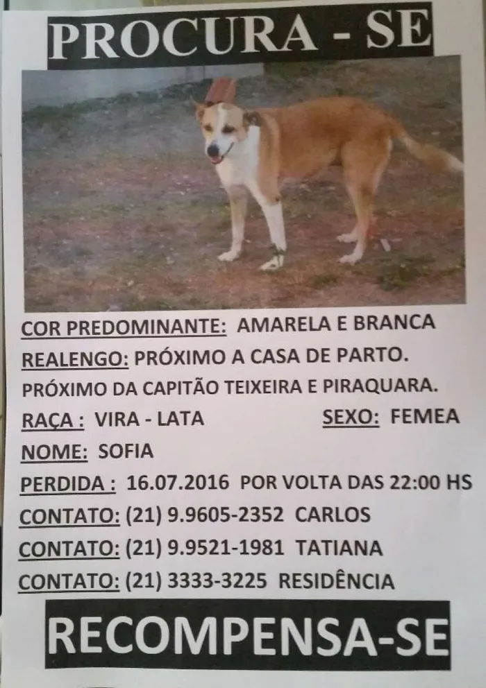 Cachorro ra a Sem Raça Definida idade 6 ou mais anos nome Sofia