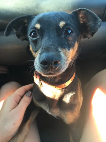 Cachorro raça Pinther  idade  nome Cao macho 