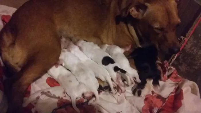 Cachorro raça Não sei a raça  idade Abaixo de 2 meses nome Sem nomes