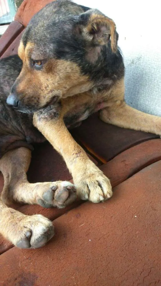 Cachorro ra a SRD idade 2 anos nome Belinha