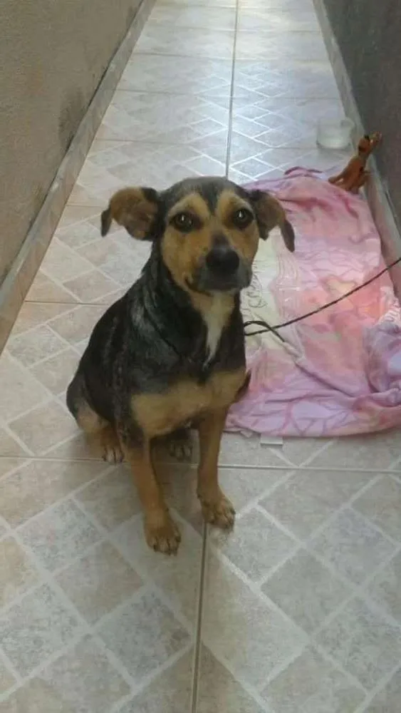Cachorro ra a SRD idade 2 anos nome Belinha
