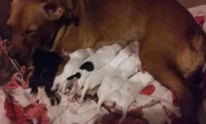 Cachorro raça Não sei a raça  idade Abaixo de 2 meses nome Sem nomes