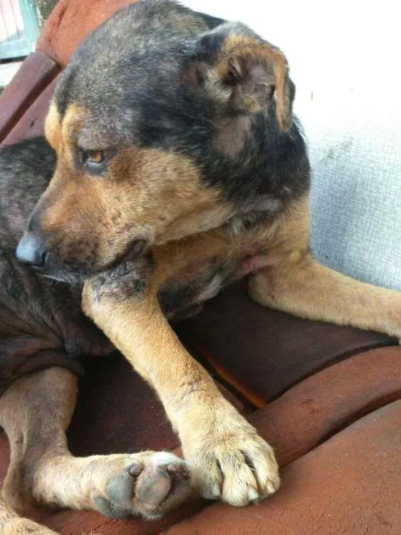 Cachorro ra a SRD idade 2 anos nome Belinha