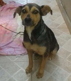Cachorro raça SRD idade 2 anos nome Belinha