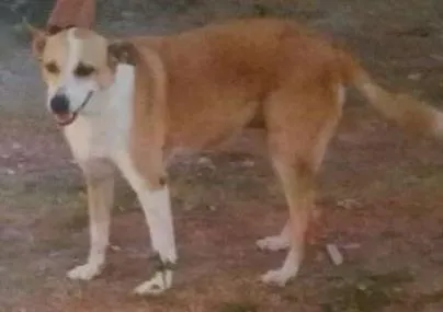 Cachorro ra a Sem Raça Definida idade 6 ou mais anos nome Sofia