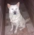 Apollo