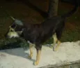 Orelhinha