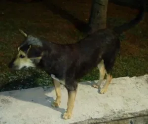 Cachorro raça SRD idade 2 anos nome Orelhinha