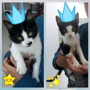 Gato raça Srd idade 2 a 6 meses nome Bóris e Pipo