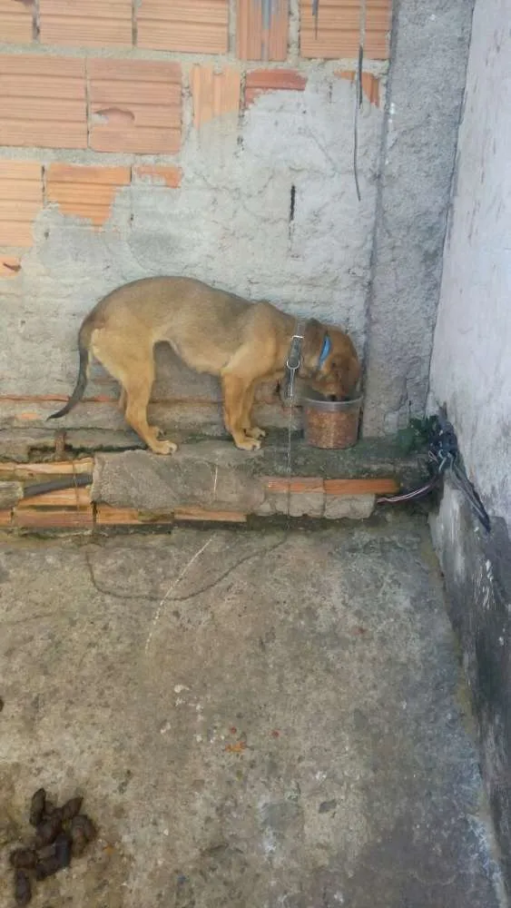 Cachorro ra a Vira Lata idade 3 anos nome Shaira