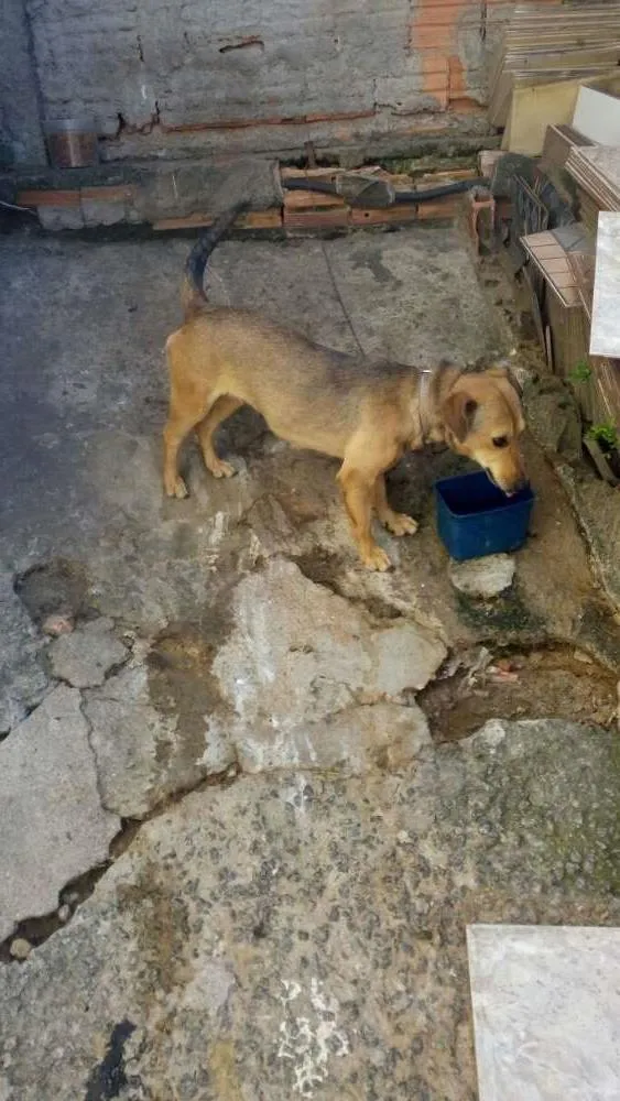 Cachorro ra a Vira Lata idade 3 anos nome Shaira