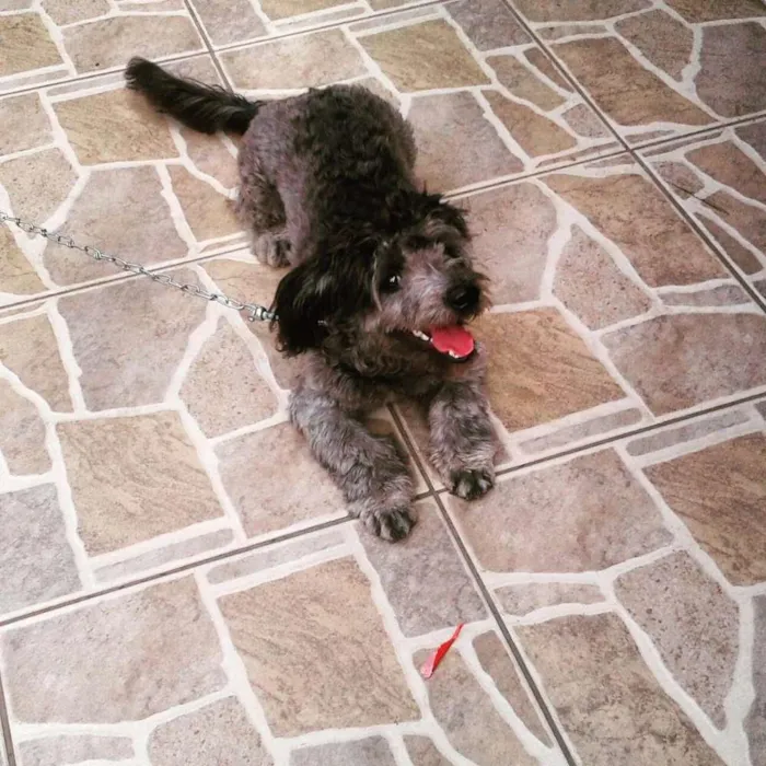 Cachorro ra a Poodles com mistura não definido idade 7 a 11 meses nome Tell