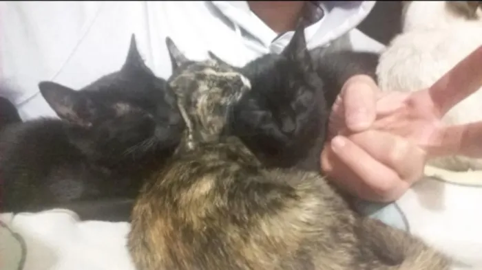 Gato ra a  idade 2 a 6 meses nome O adotante escolhe